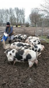Arnold voert de varkens. (Foto: Menno Sedee)